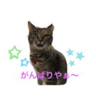 あんずちゃん其の5（個別スタンプ：6）