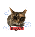 あんずちゃん其の5（個別スタンプ：7）