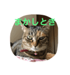 あんずちゃん其の5（個別スタンプ：8）