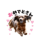 レオすたんぷ。（個別スタンプ：5）