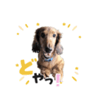 レオすたんぷ。（個別スタンプ：6）