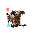 レオすたんぷ。（個別スタンプ：8）