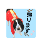 サーフショップ看板犬のグラ（個別スタンプ：14）