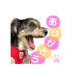 ぽにょちゃんの日常3（個別スタンプ：1）