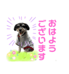 ぽにょちゃんの日常3（個別スタンプ：2）