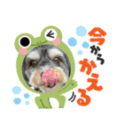 ぽにょちゃんの日常3（個別スタンプ：6）