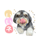 ぽにょちゃんの日常3（個別スタンプ：11）