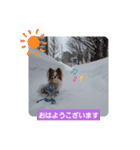 ぱぴぱぴパピヨン59（個別スタンプ：1）