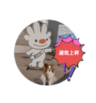 ぱぴぱぴパピヨン59（個別スタンプ：6）