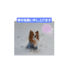 ぱぴぱぴパピヨン59（個別スタンプ：11）