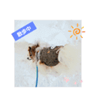 ぱぴぱぴパピヨン59（個別スタンプ：12）