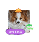 ぱぴぱぴパピヨン59（個別スタンプ：20）