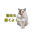 猫+メン＆うーメン（個別スタンプ：22）