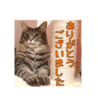 _sala_cat_6（個別スタンプ：1）