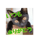 _sala_cat_6（個別スタンプ：2）