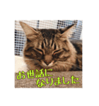 _sala_cat_6（個別スタンプ：4）