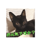 _sala_cat_6（個別スタンプ：5）