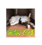_sala_cat_6（個別スタンプ：6）