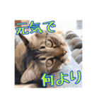 _sala_cat_6（個別スタンプ：7）
