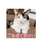 _sala_cat_6（個別スタンプ：8）
