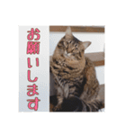 _sala_cat_6（個別スタンプ：9）