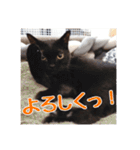_sala_cat_6（個別スタンプ：10）