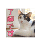 _sala_cat_6（個別スタンプ：11）