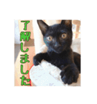 _sala_cat_6（個別スタンプ：12）