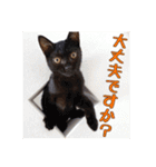 _sala_cat_6（個別スタンプ：13）