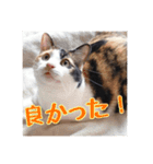 _sala_cat_6（個別スタンプ：14）
