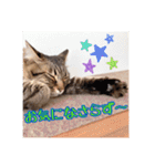 _sala_cat_6（個別スタンプ：15）