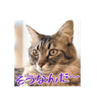 _sala_cat_6（個別スタンプ：17）