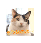 _sala_cat_6（個別スタンプ：18）