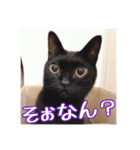 _sala_cat_6（個別スタンプ：19）