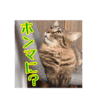 _sala_cat_6（個別スタンプ：20）