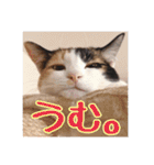 _sala_cat_6（個別スタンプ：21）