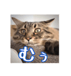 _sala_cat_6（個別スタンプ：22）
