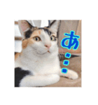 _sala_cat_6（個別スタンプ：23）