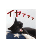 _sala_cat_6（個別スタンプ：24）