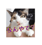 _sala_cat_6（個別スタンプ：25）