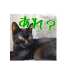 _sala_cat_6（個別スタンプ：26）