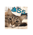 _sala_cat_6（個別スタンプ：27）
