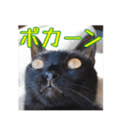 _sala_cat_6（個別スタンプ：28）