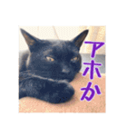_sala_cat_6（個別スタンプ：29）