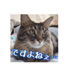 _sala_cat_6（個別スタンプ：30）