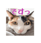 _sala_cat_6（個別スタンプ：31）