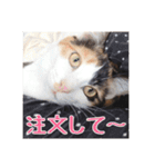 _sala_cat_6（個別スタンプ：33）