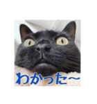 _sala_cat_6（個別スタンプ：34）