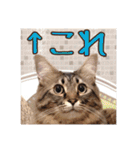 _sala_cat_6（個別スタンプ：35）