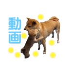 H.こなつ（個別スタンプ：13）